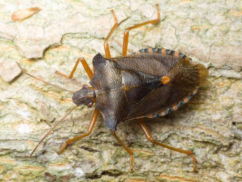 Pentatoma (Pentatoma) rufipes (Linnaeus, 1758)